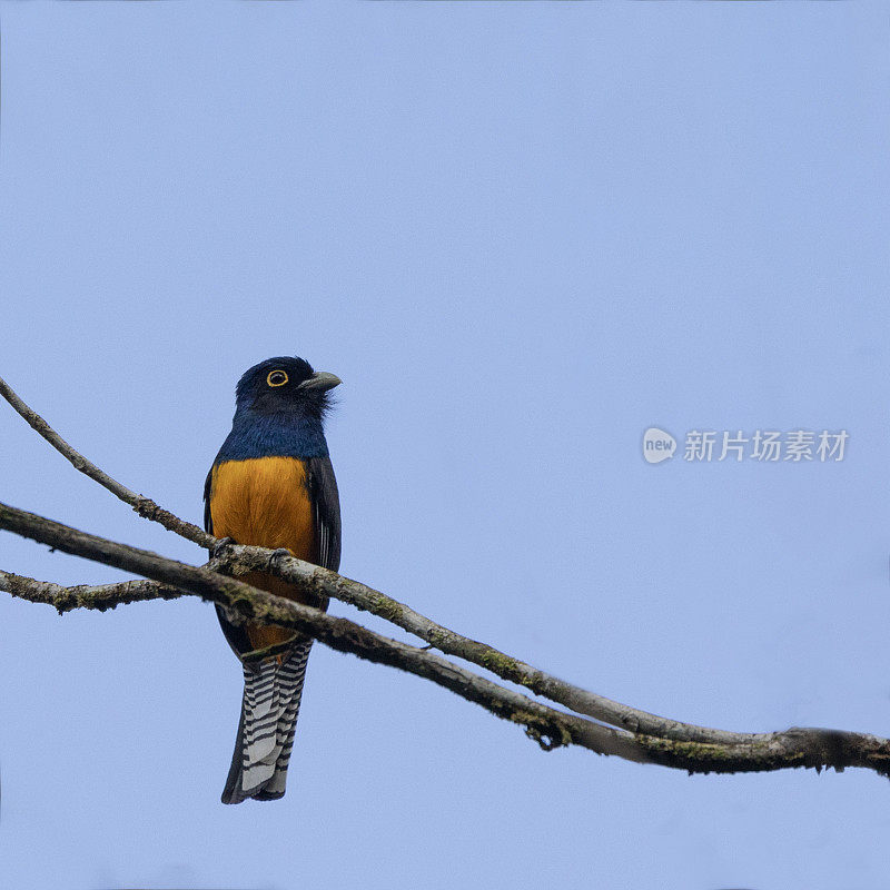 圭亚南Trogon, Trogon violaceus;特立尼达